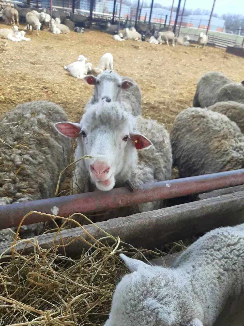 поголовье баранов, овцы в Краснодаре и Краснодарском крае