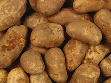 Картофель сортов «Бриз», «Журавинка», «Скарб»  ИП Альмахов