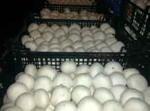 Шампиньоны Фрешфрутс