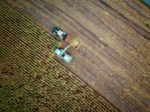 В Краснодарском крае обеспеченность семенами пшеницы и риса кубанской селекции на 100 процентов – что насчет яиц?